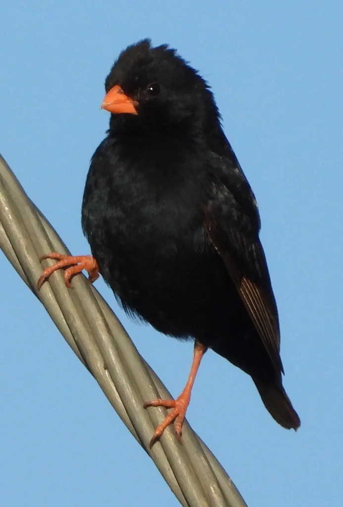 靛蓝维达雀(Vidua chalybeata)