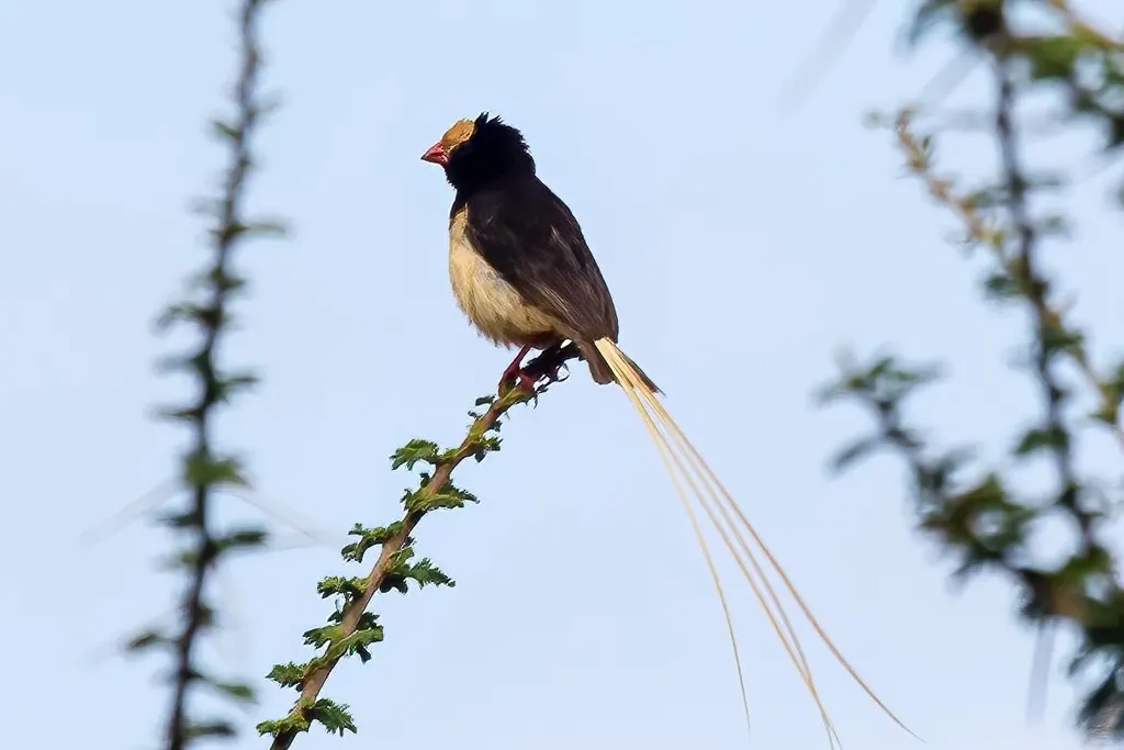 草尾维达雀(Vidua fischeri)