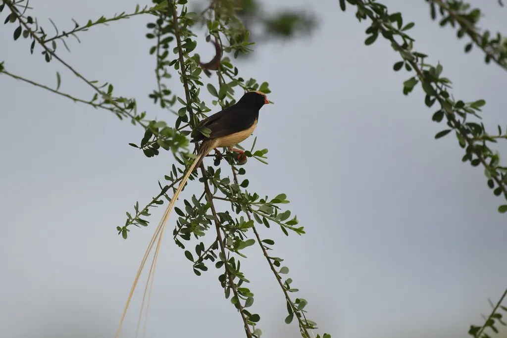 草尾维达雀(Vidua fischeri)