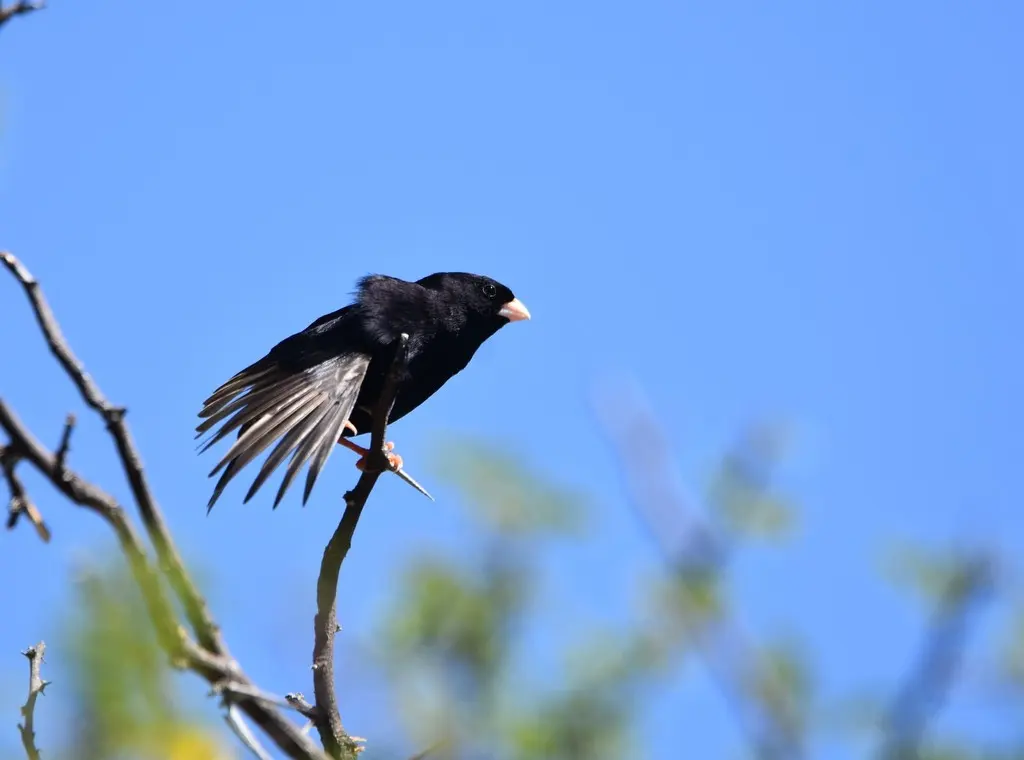 暗紫维达雀(Vidua funerea)
