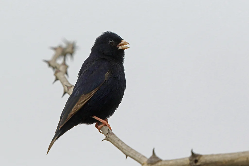 暗紫维达雀(Vidua funerea)