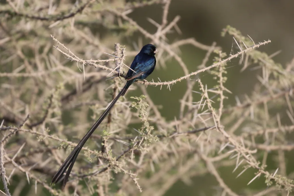 辉蓝维达雀(Vidua hypocherina)