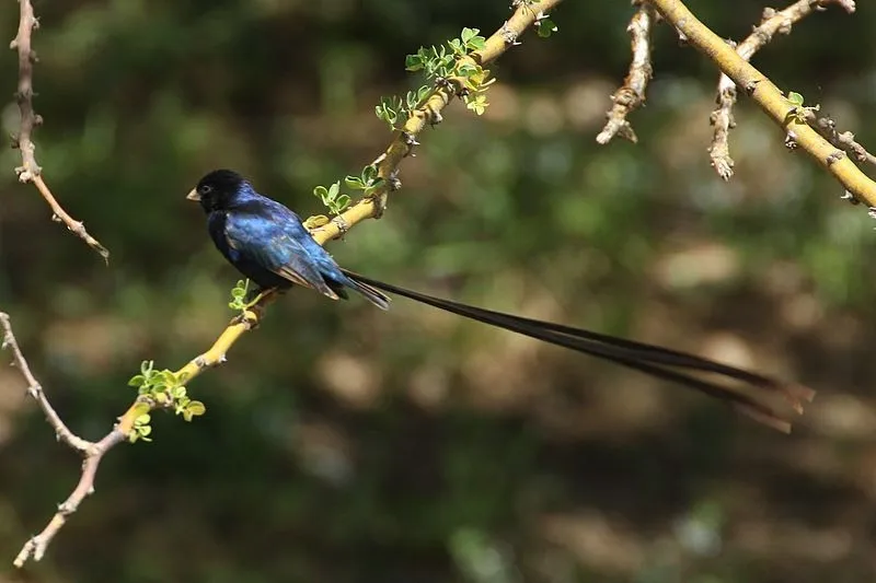 辉蓝维达雀(Vidua hypocherina)
