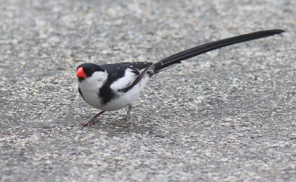 针尾维达雀(Vidua macroura)