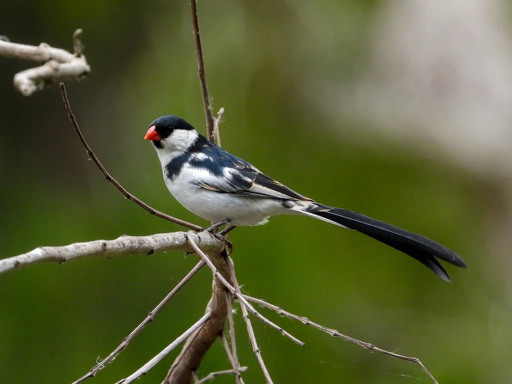 针尾维达雀(Vidua macroura)