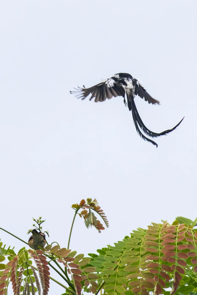 针尾维达雀(Vidua macroura)