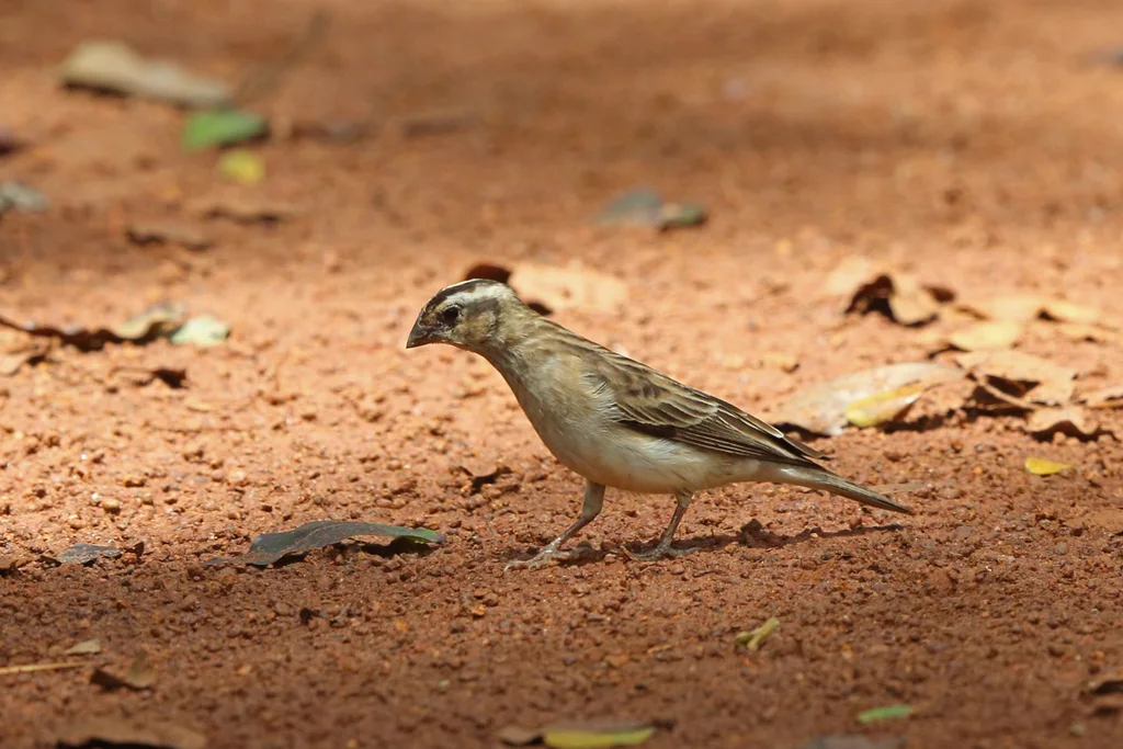 宽尾维达雀(Vidua obtusa)