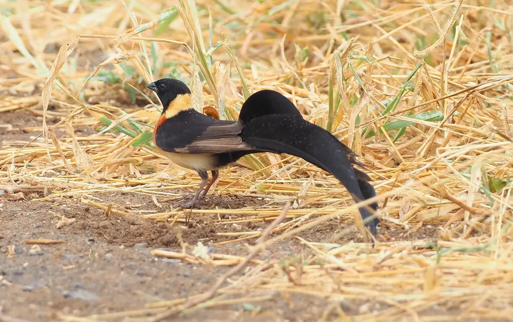 乐园维达雀(Vidua paradisaea)