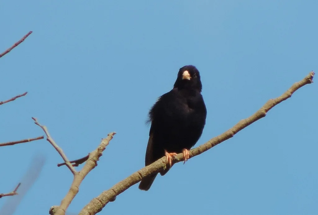 暗色维达雀（Vidua purpurascens）