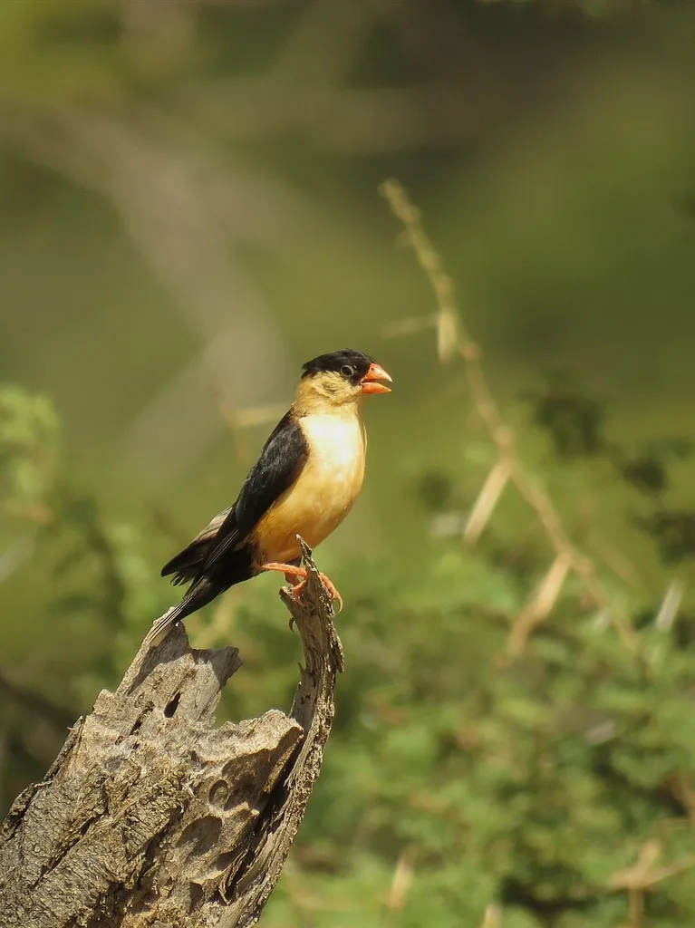 箭尾维达雀(Vidua regia)