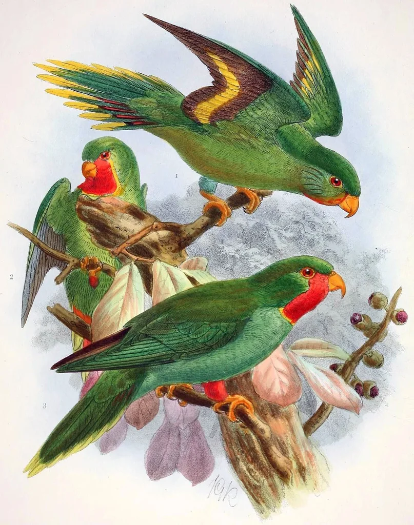 红喉鹦鹉(Vini amabilis)