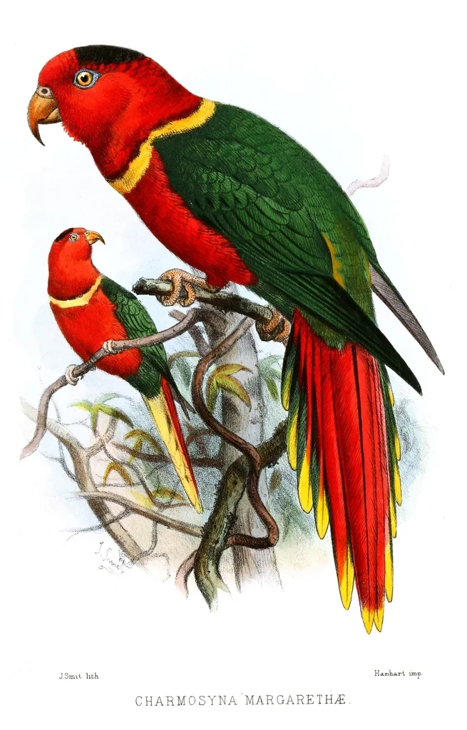 贵妃鹦鹉(Vini margarethae)