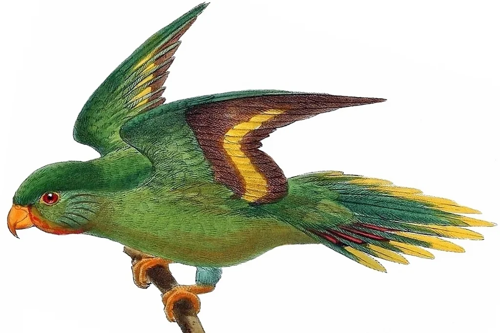 红颏鹦鹉(Vini rubrigularis)