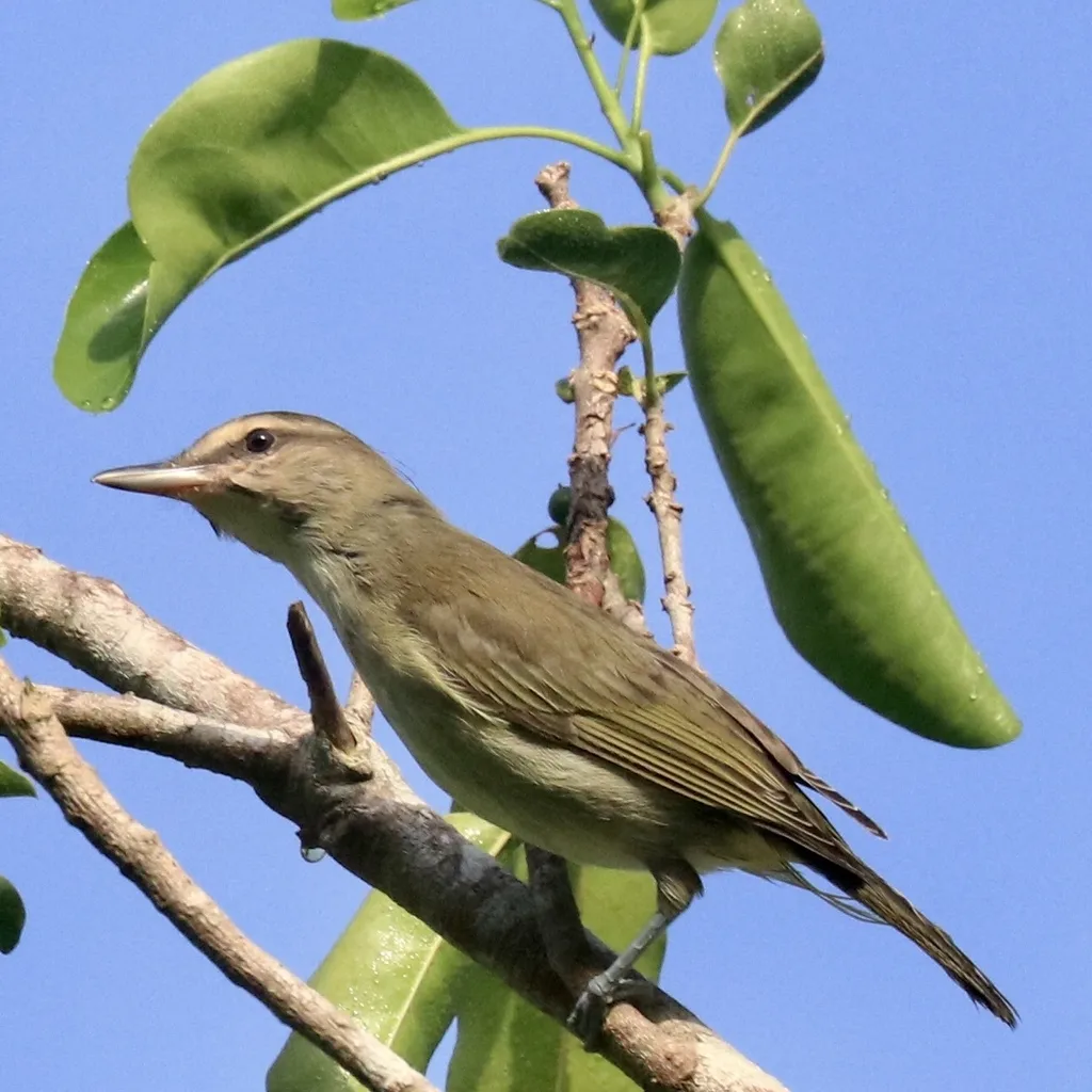 黑髭莺雀(Vireo altiloquus)