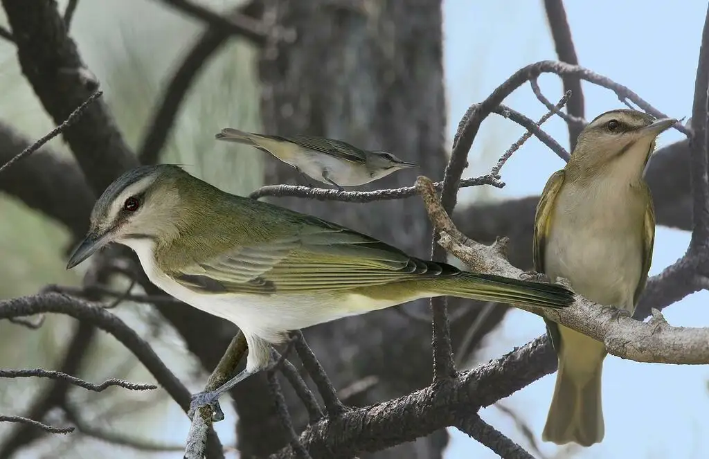 黑髭莺雀(Vireo altiloquus)