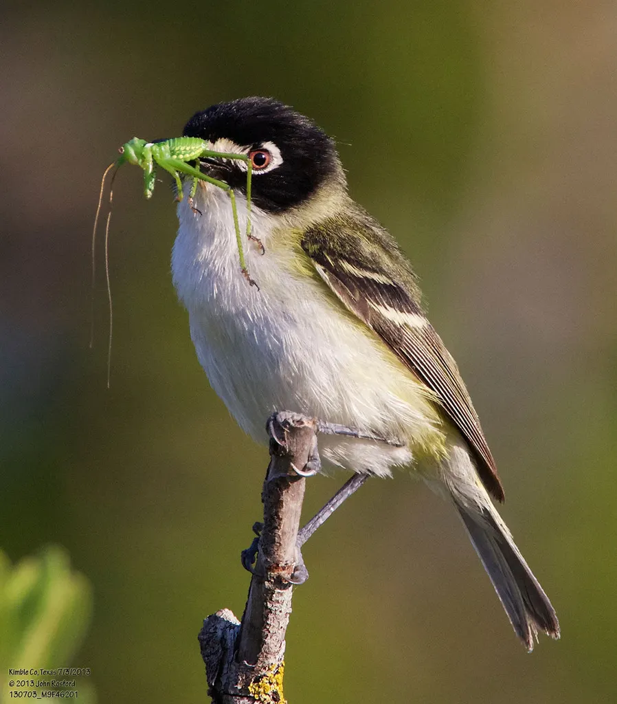 黑顶莺雀(Vireo atricapilla)