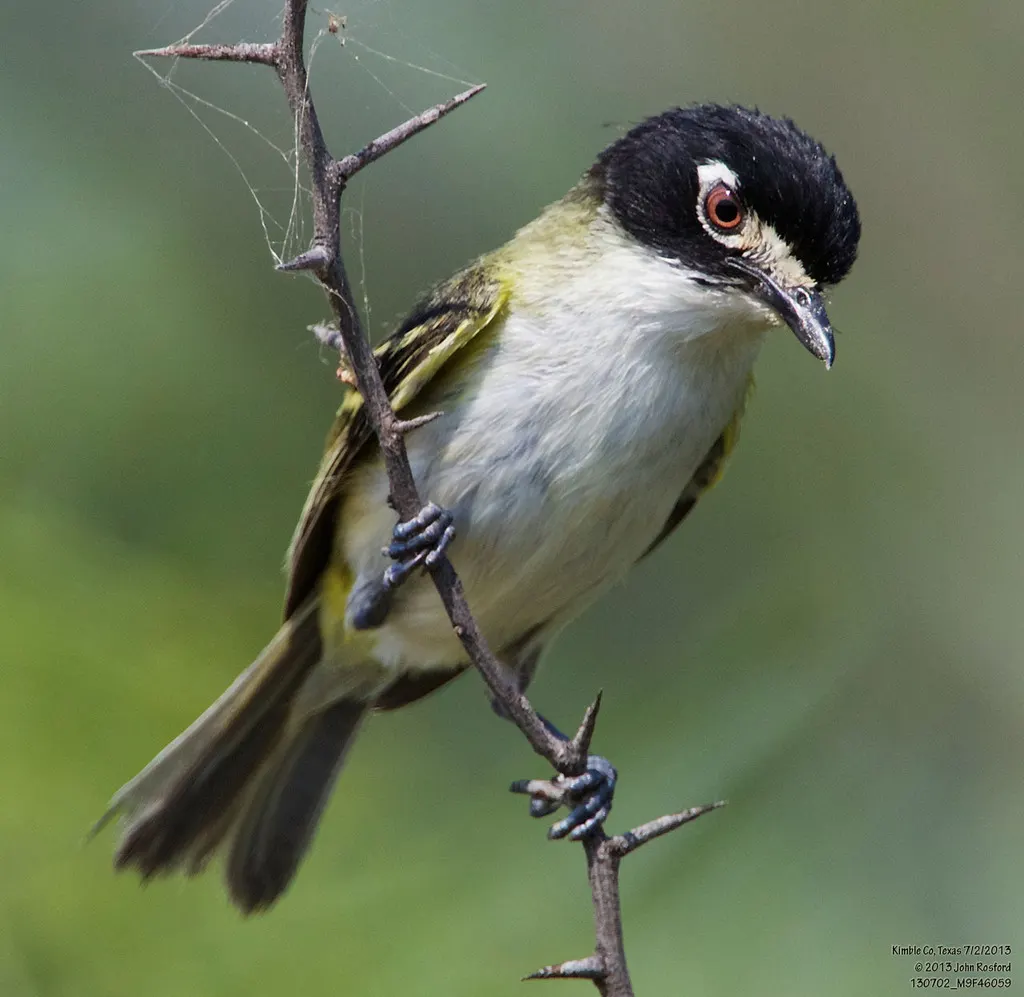 黑顶莺雀(Vireo atricapilla)
