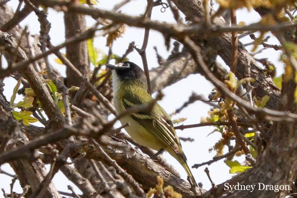 黑顶莺雀(Vireo atricapilla)