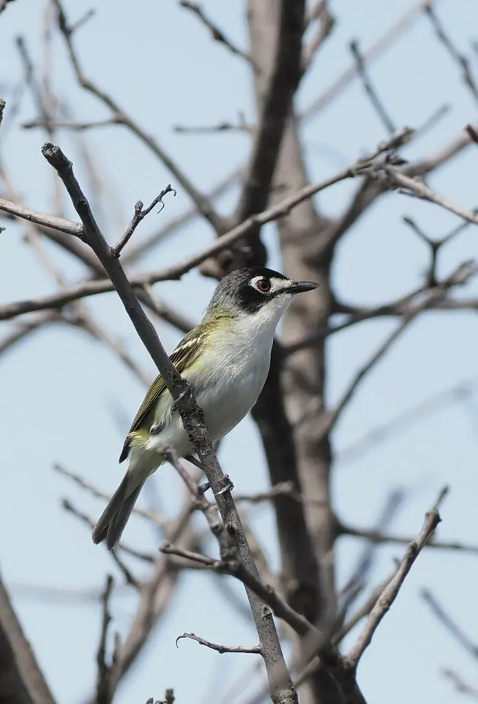 黑顶莺雀(Vireo atricapilla)