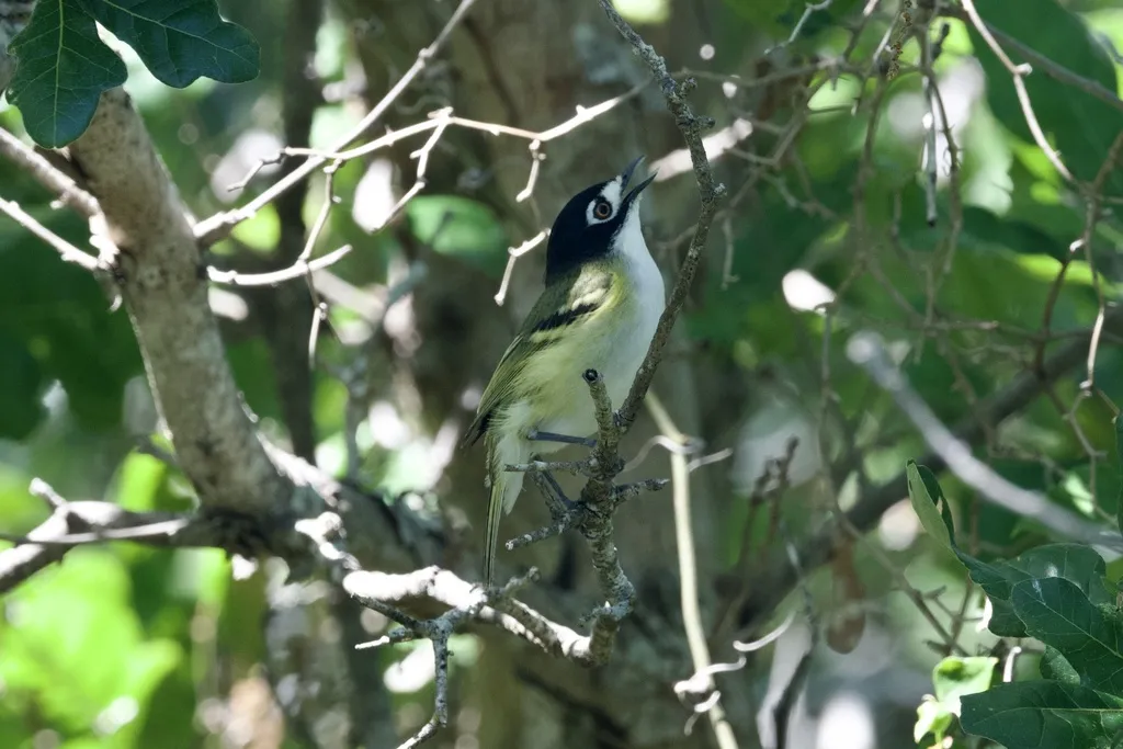 黑顶莺雀(Vireo atricapilla)