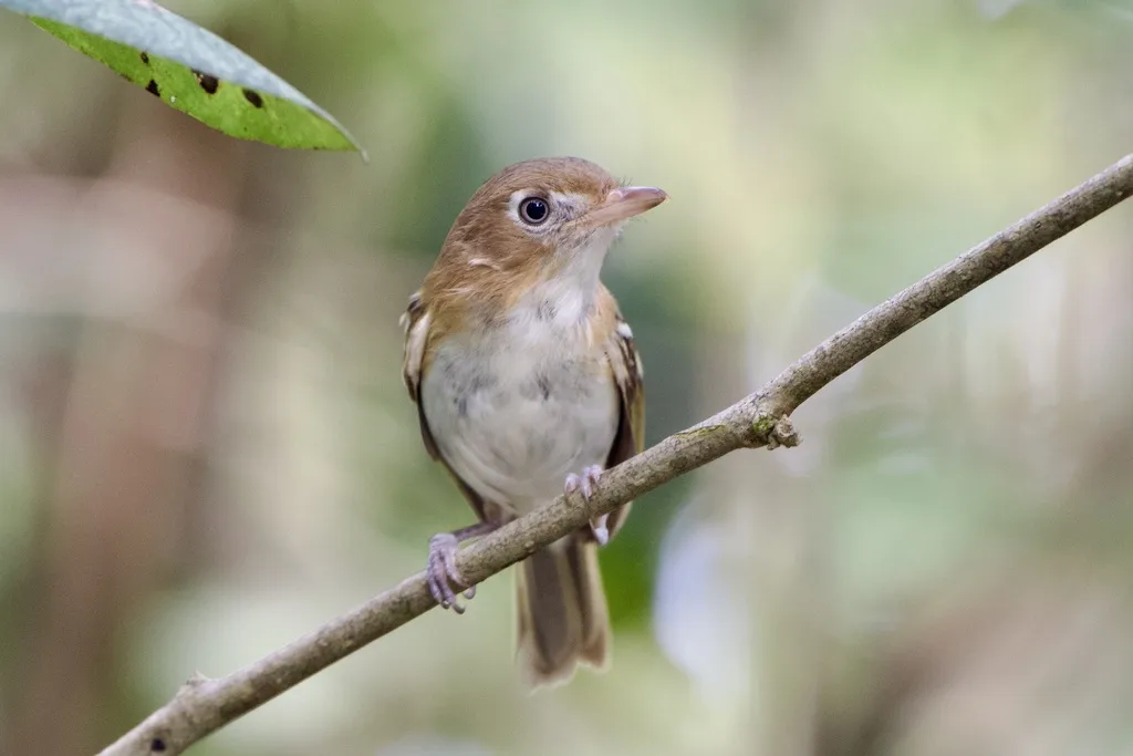 科岛莺雀(Vireo bairdi)