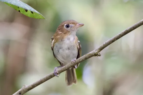 科岛莺雀
