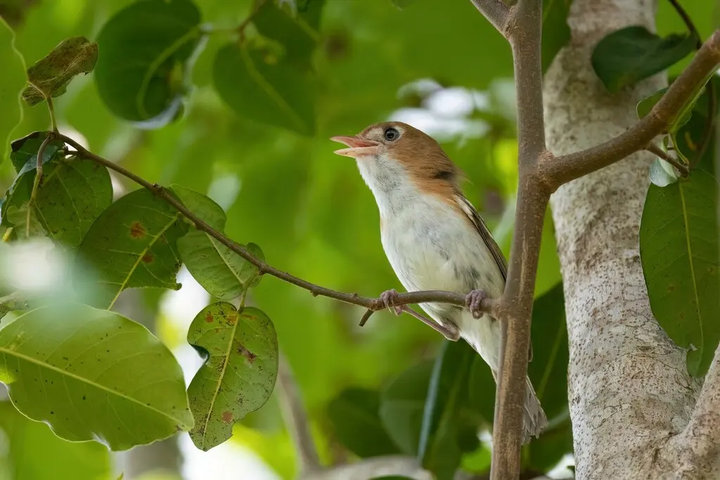 科岛莺雀(Vireo bairdi)