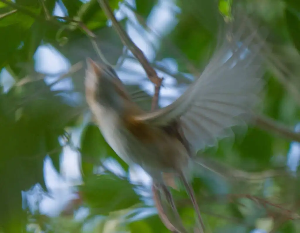 科岛莺雀(Vireo bairdi)