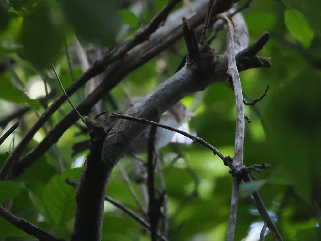 科岛莺雀(Vireo bairdi)