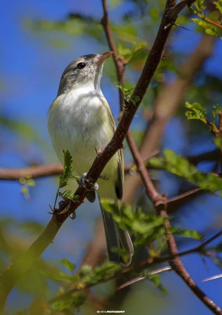 贝氏莺雀(Vireo bellii)