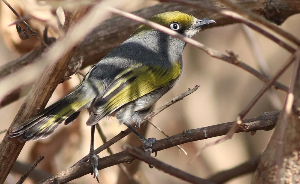 灰蓝莺雀(Vireo brevipennis)
