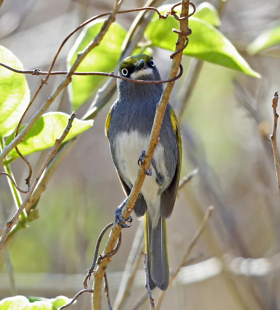 灰蓝莺雀(Vireo brevipennis)