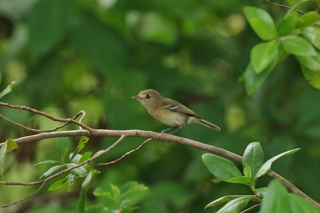 圣岛莺雀(Vireo caribaeus)