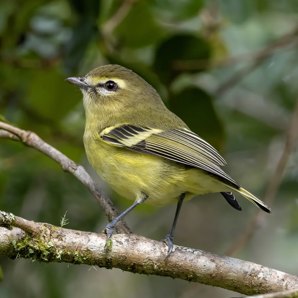 黄翅莺雀(Vireo carmioli)