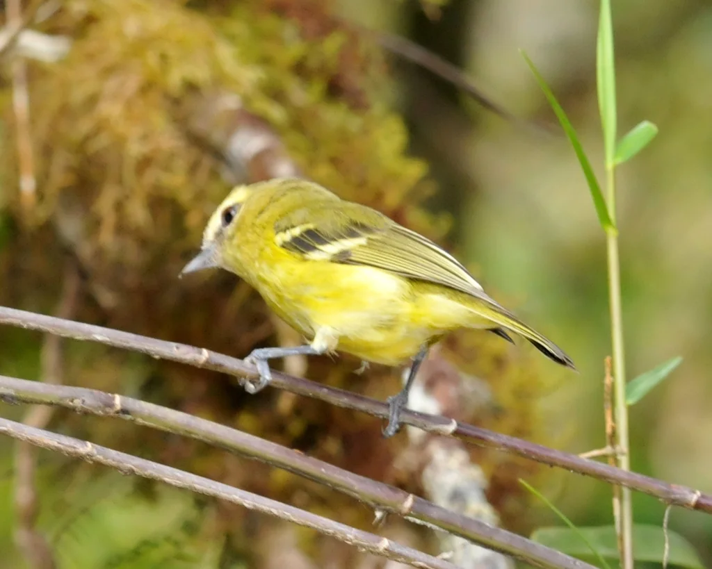黄翅莺雀(Vireo carmioli)