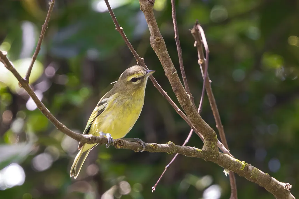 黄翅莺雀(Vireo carmioli)