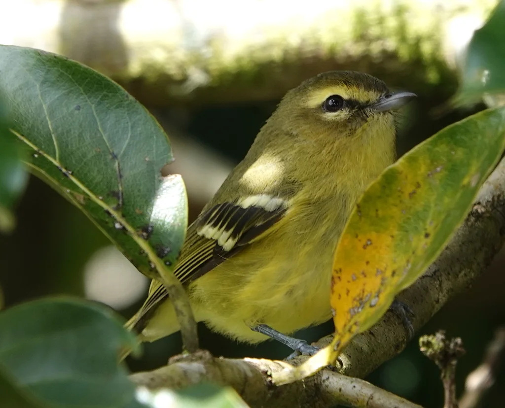 黄翅莺雀(Vireo carmioli)
