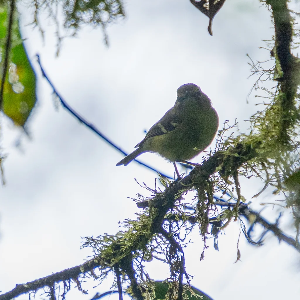 黄翅莺雀(Vireo carmioli)
