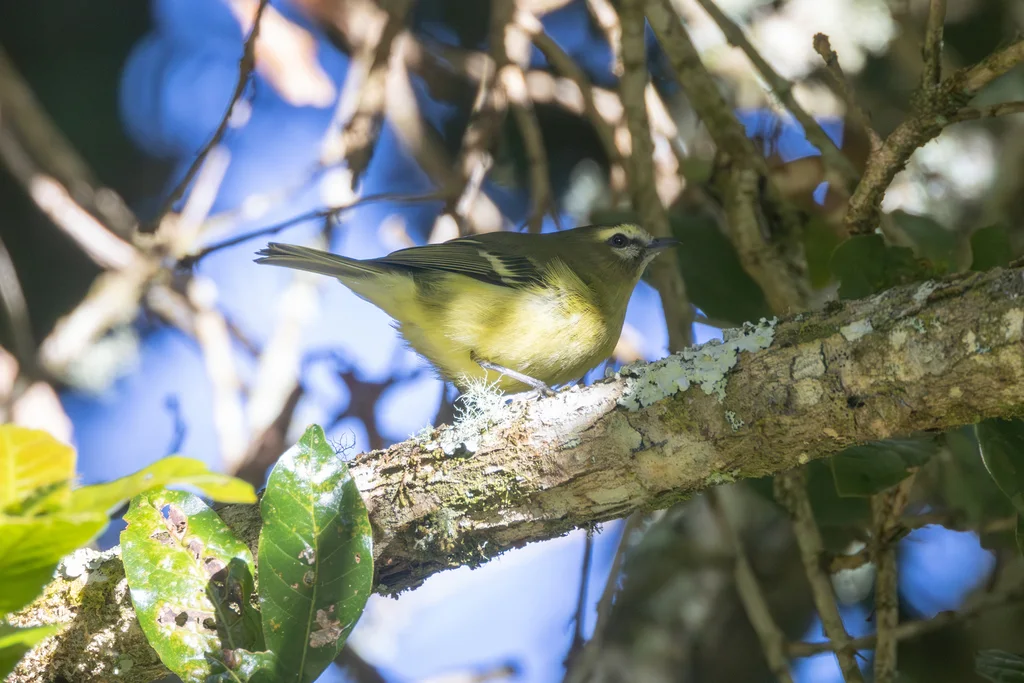 黄翅莺雀(Vireo carmioli)