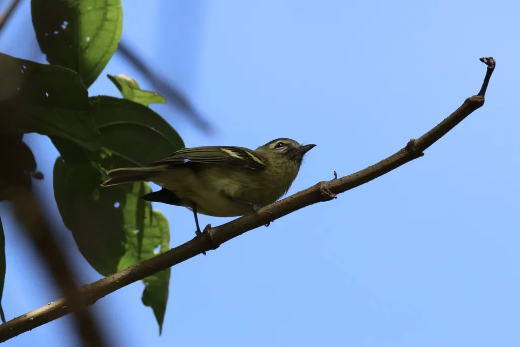 黄翅莺雀(Vireo carmioli)