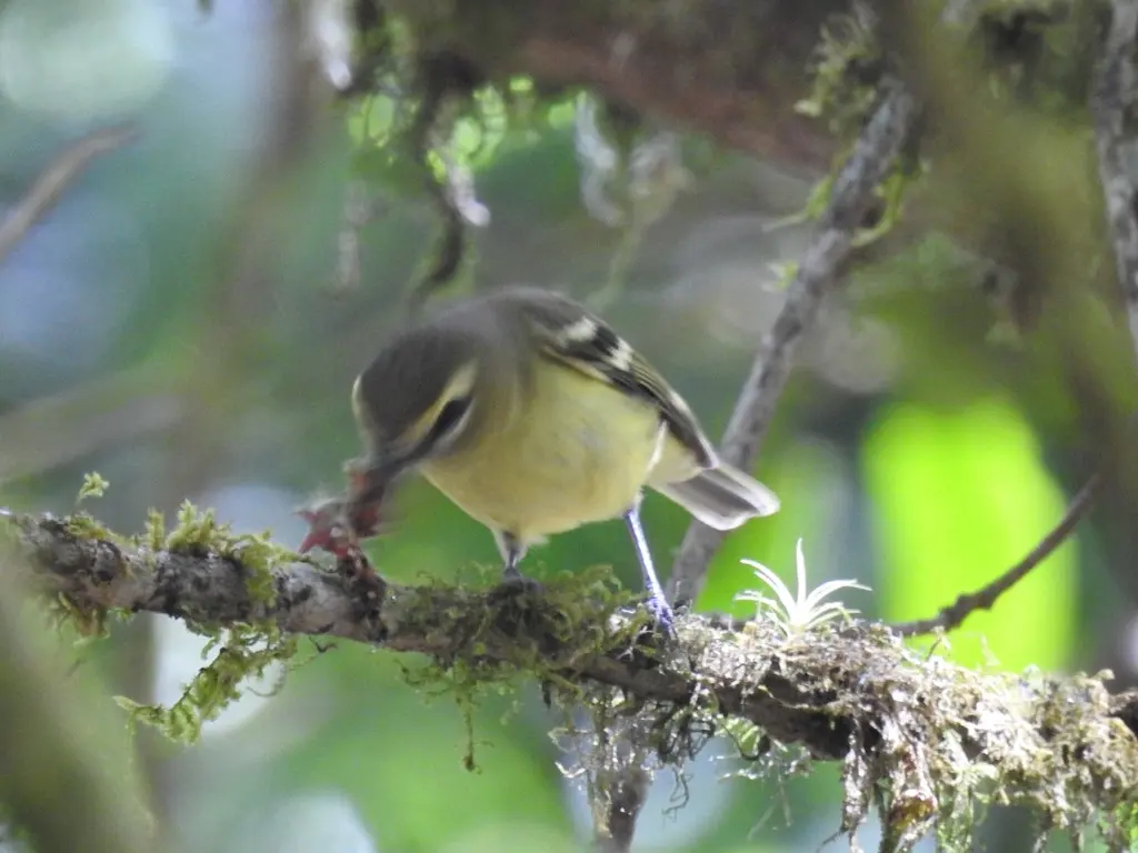 黄翅莺雀(Vireo carmioli)