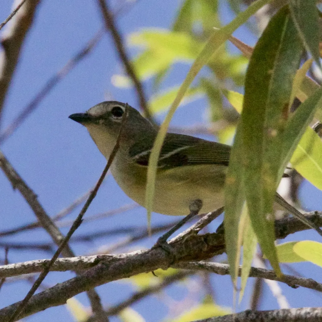卡氏莺雀(Vireo cassinii)