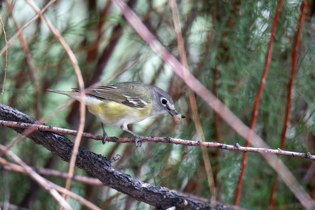 卡氏莺雀(Vireo cassinii)