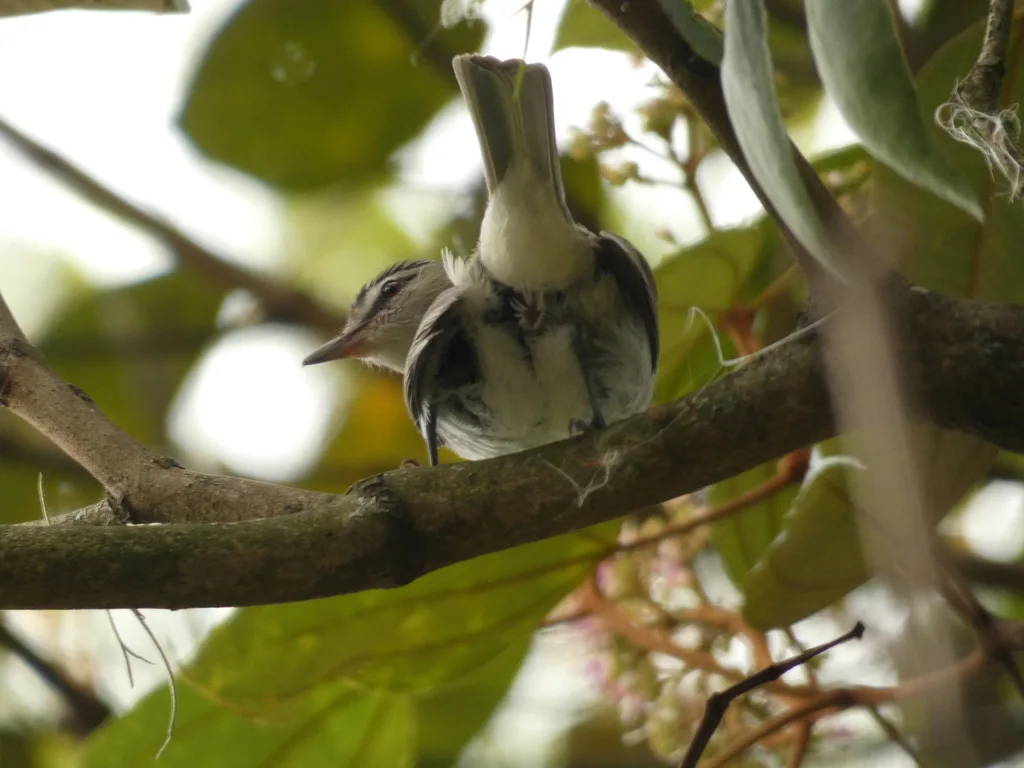 南美红眼莺雀(Vireo chivi)