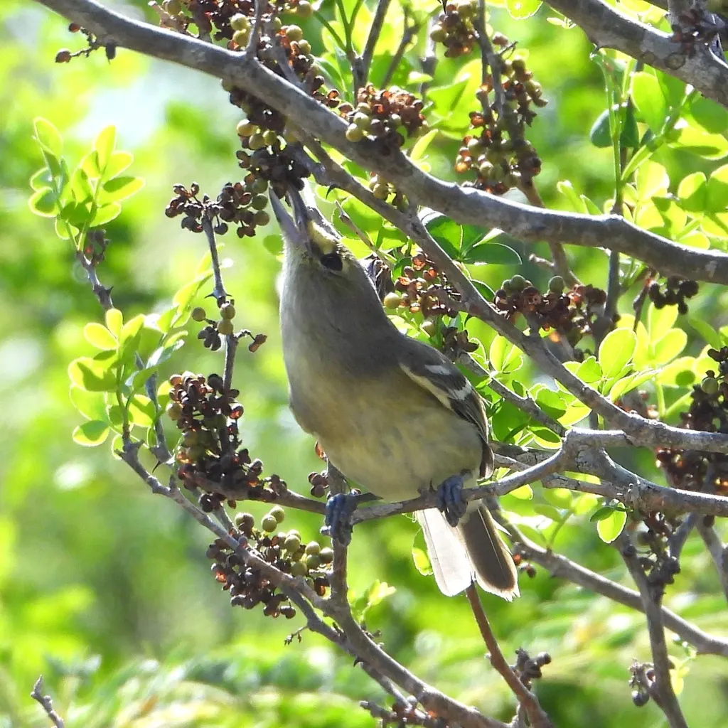 厚嘴莺雀(Vireo crassirostris)