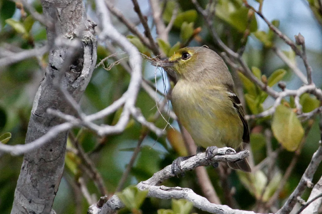厚嘴莺雀(Vireo crassirostris)