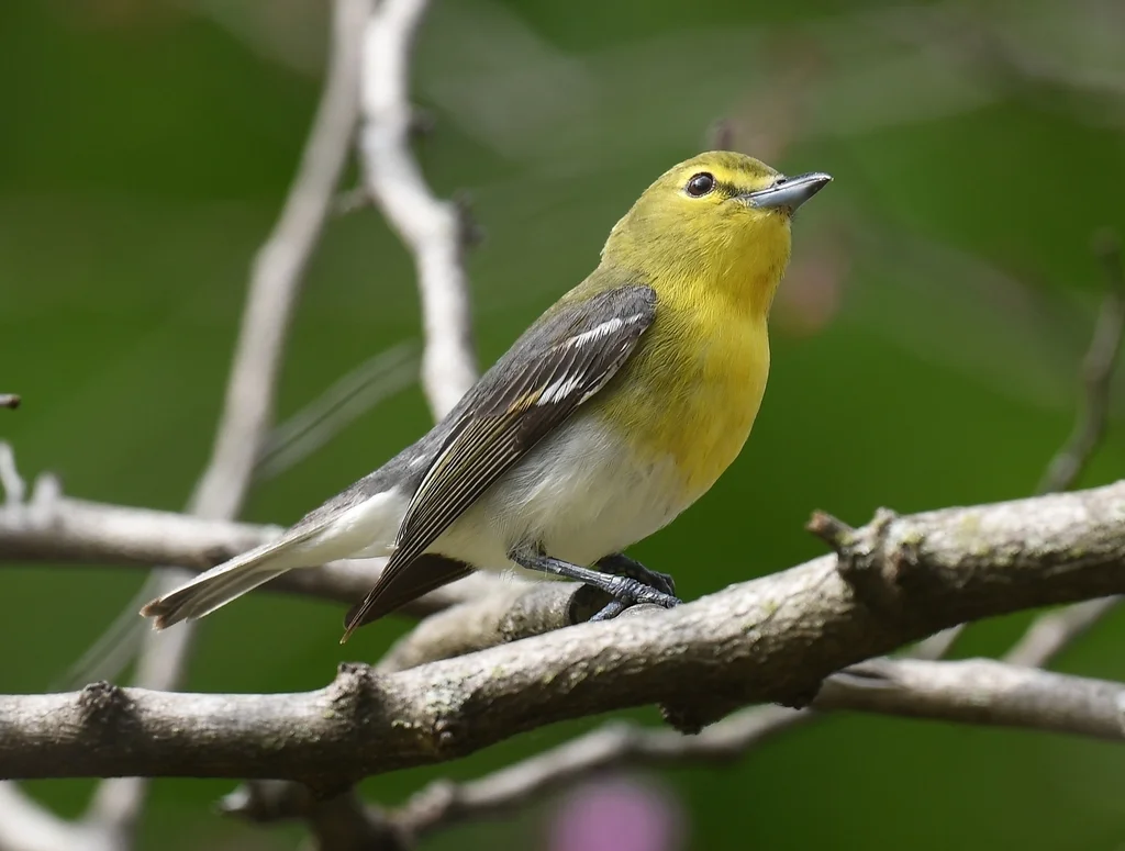 黄喉莺雀(Vireo flavifrons)