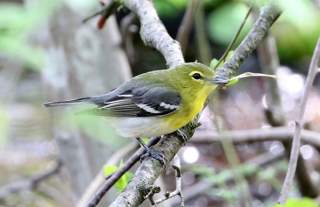 黄喉莺雀(Vireo flavifrons)