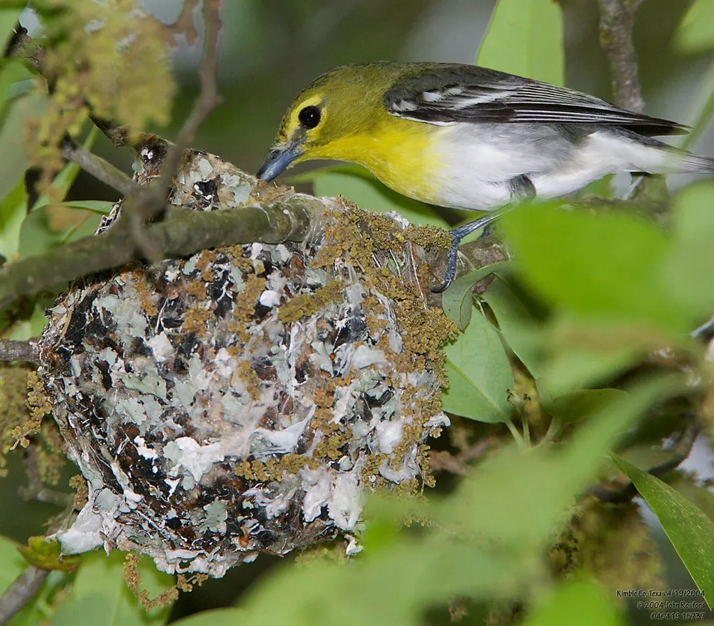 黄喉莺雀(Vireo flavifrons)