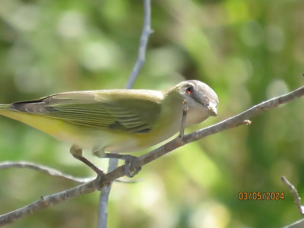 黄绿莺雀(Vireo flavoviridis)
